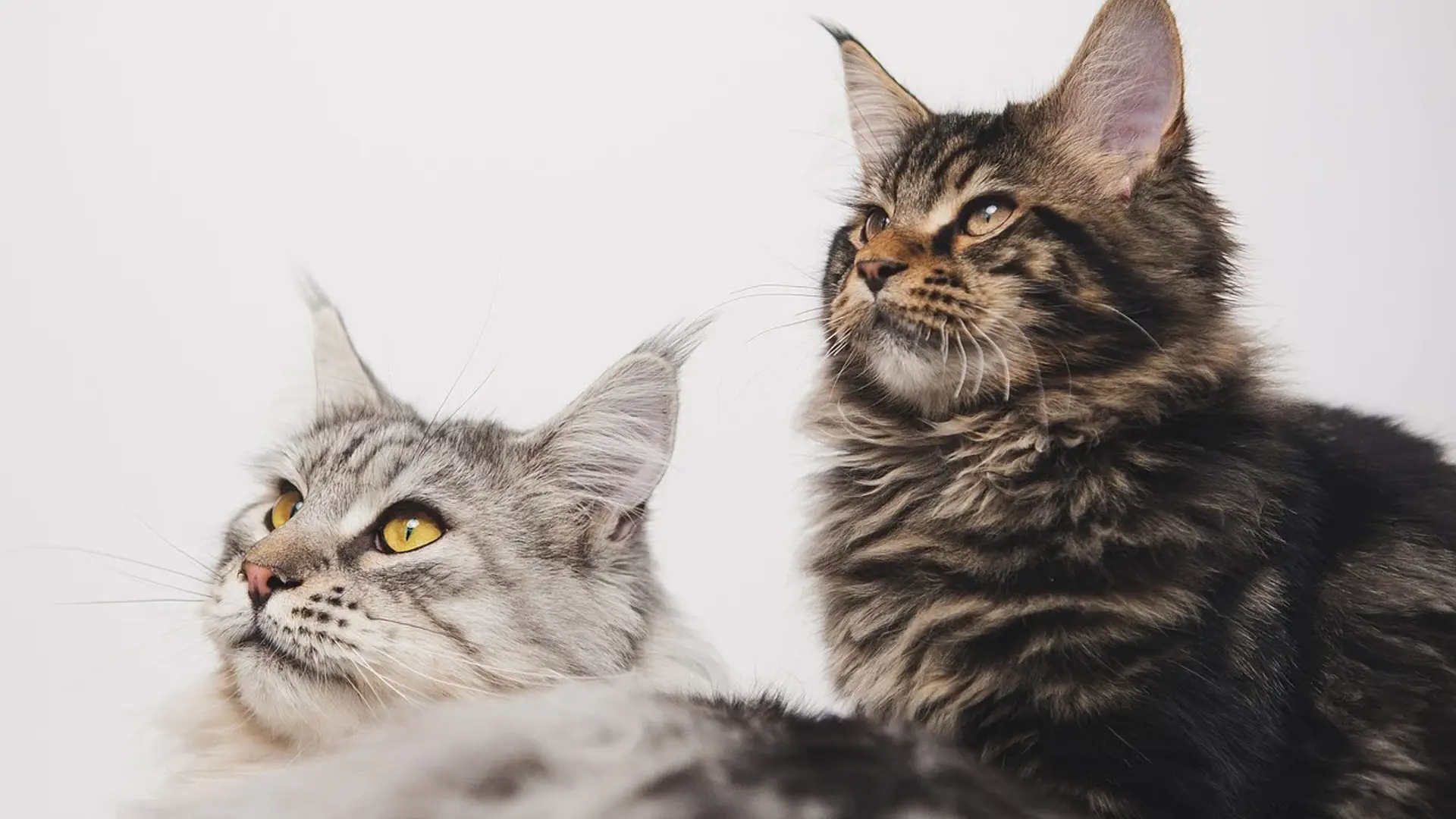 two main coon cats