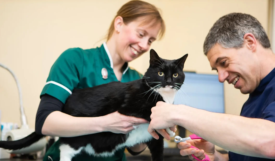 black cat having claws clipped by vet
