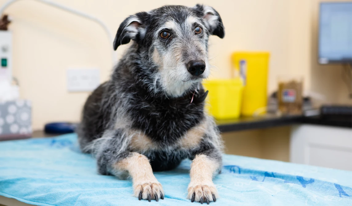 old dog lying on blue blanket at vets