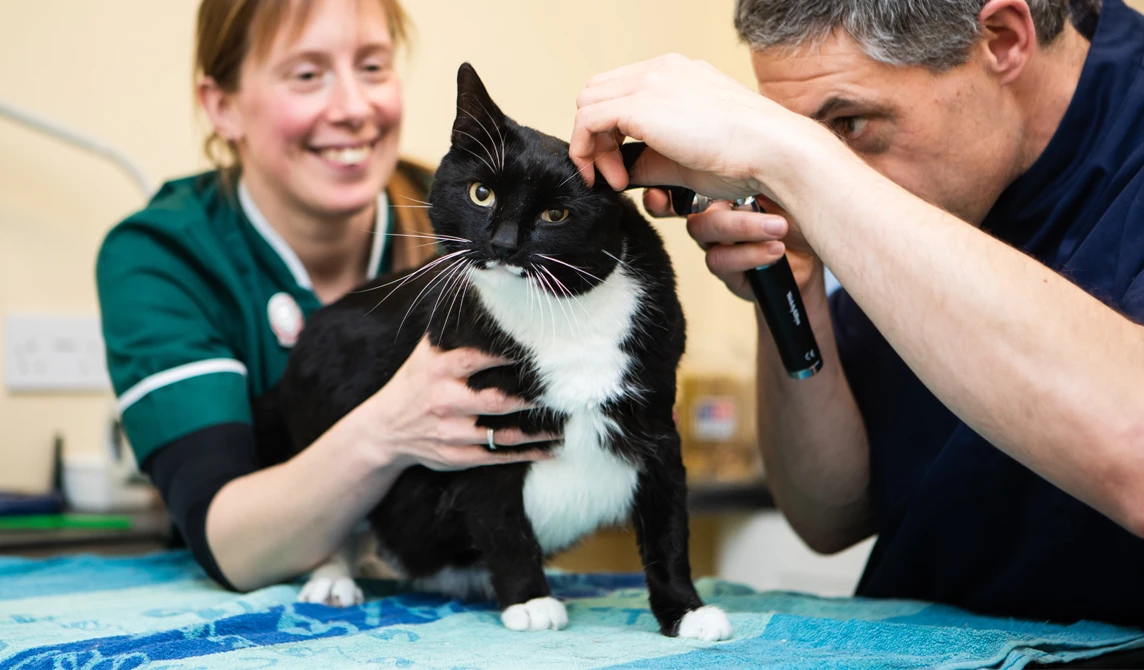 vet checking a black cat ear