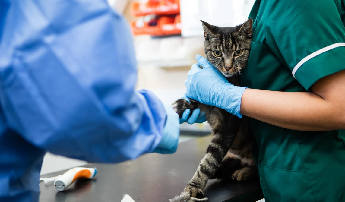 vet checking tabby cat paw