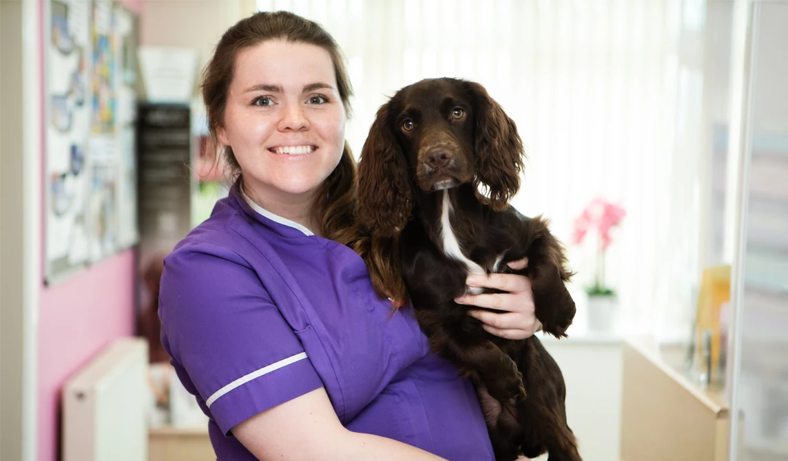 vet nurse holding brown spaniel dog