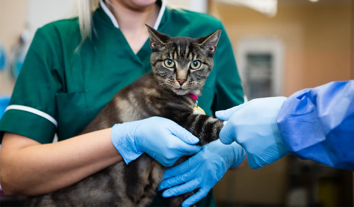 vet nurse holding tabby cat