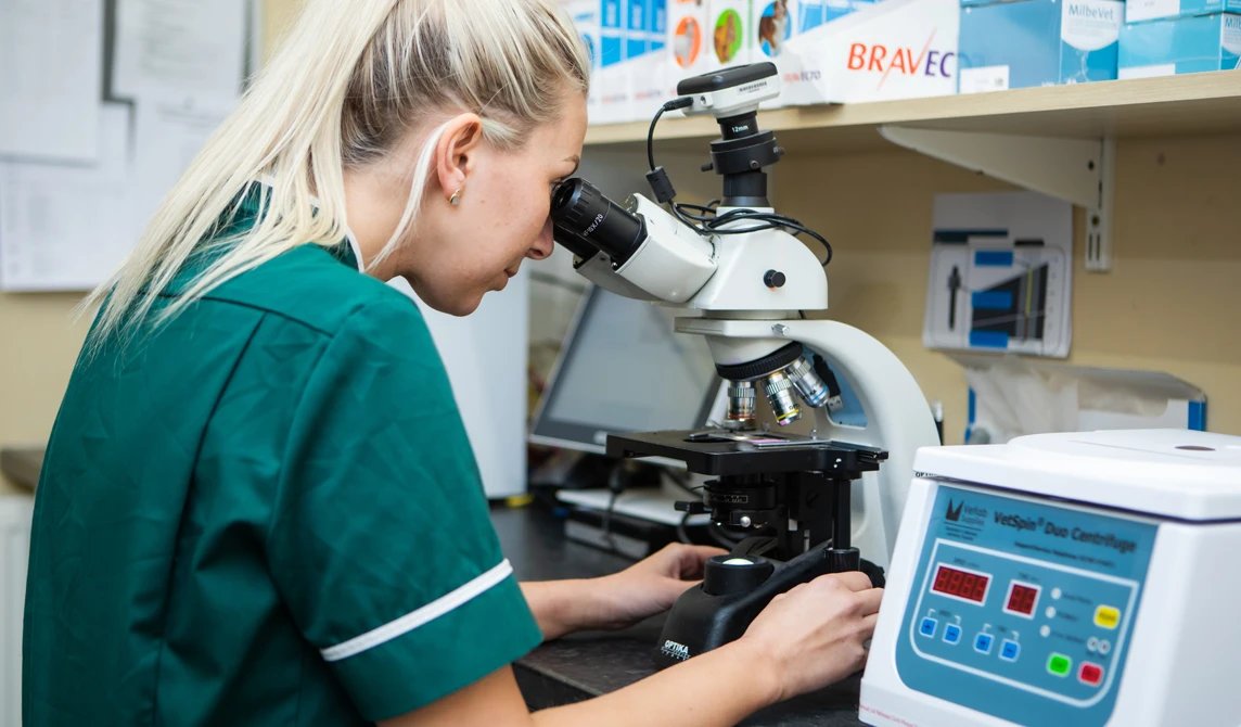 vet nurse looking into microscope