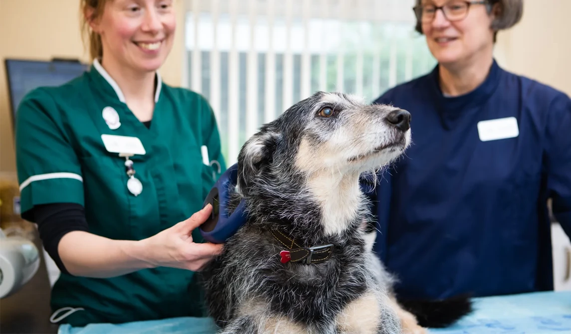 vet nurse scanning microchip in dog