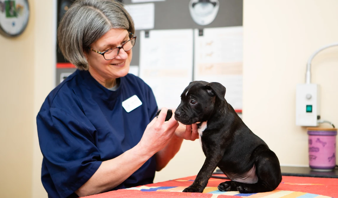black puppy having ear checked while sat on table 