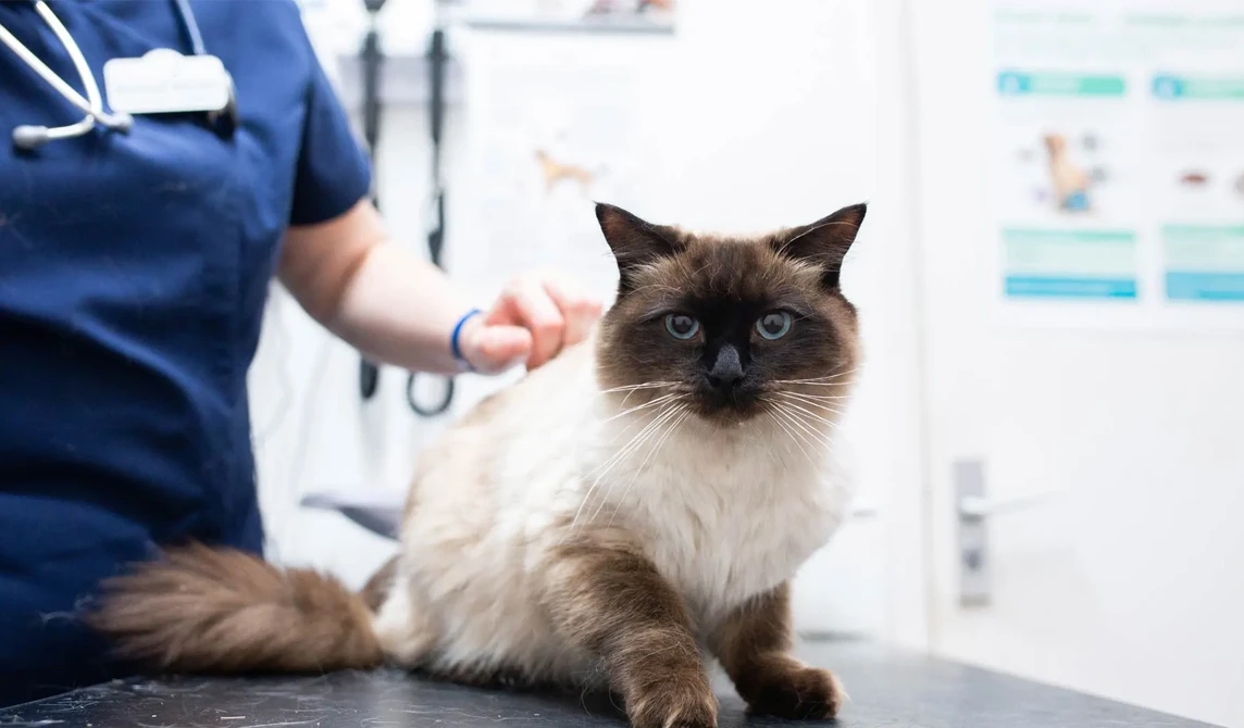 wihte and brown fluffy cat with blue eyes