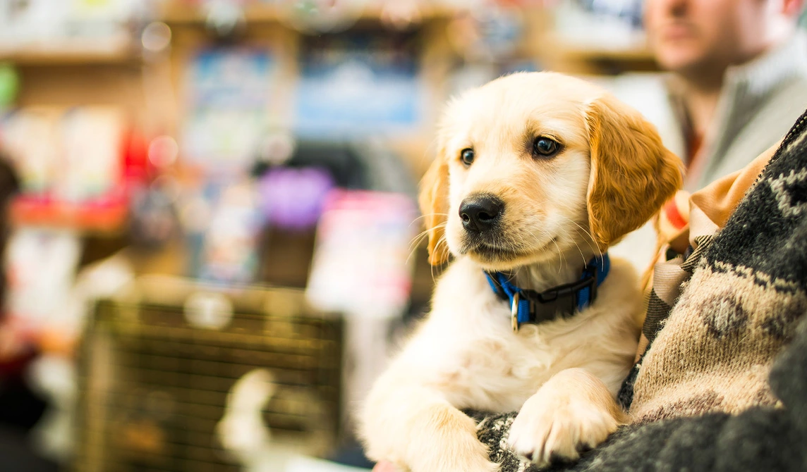 golden Labrador puppy being cuddled