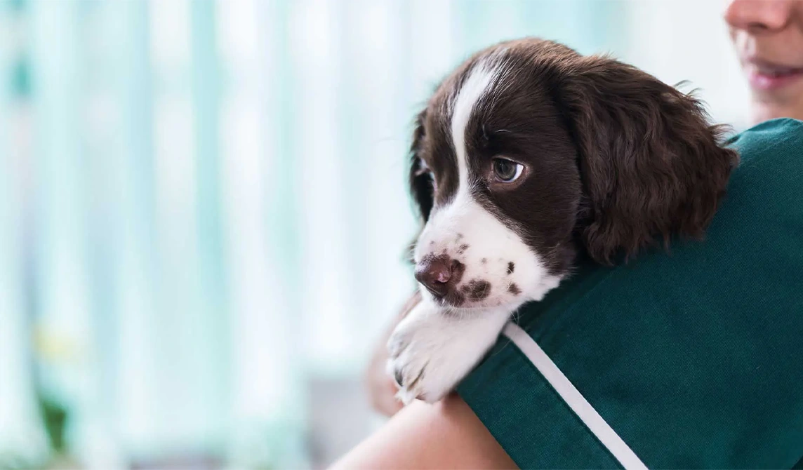 spaniel held by nurse