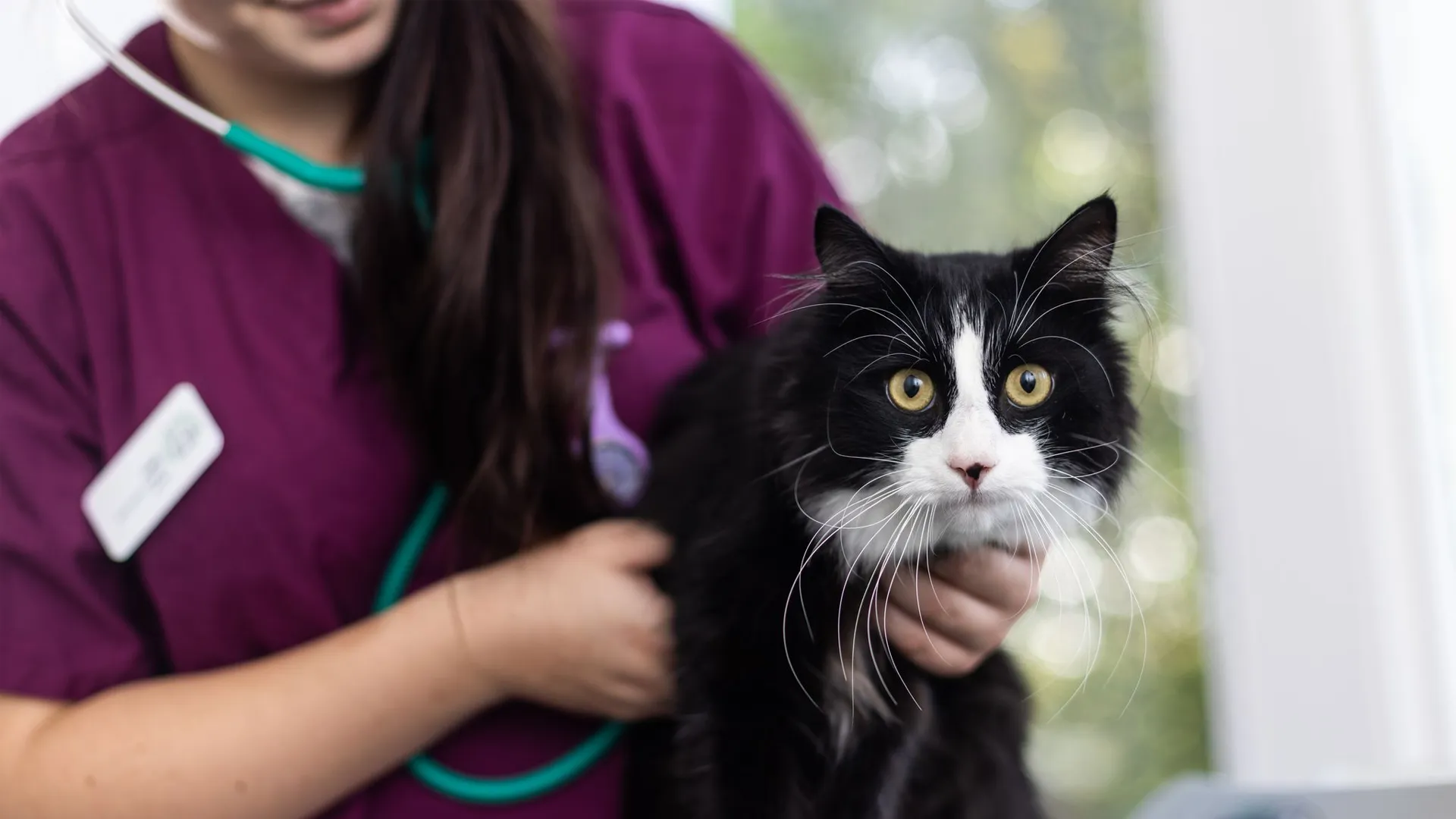 black and white cat