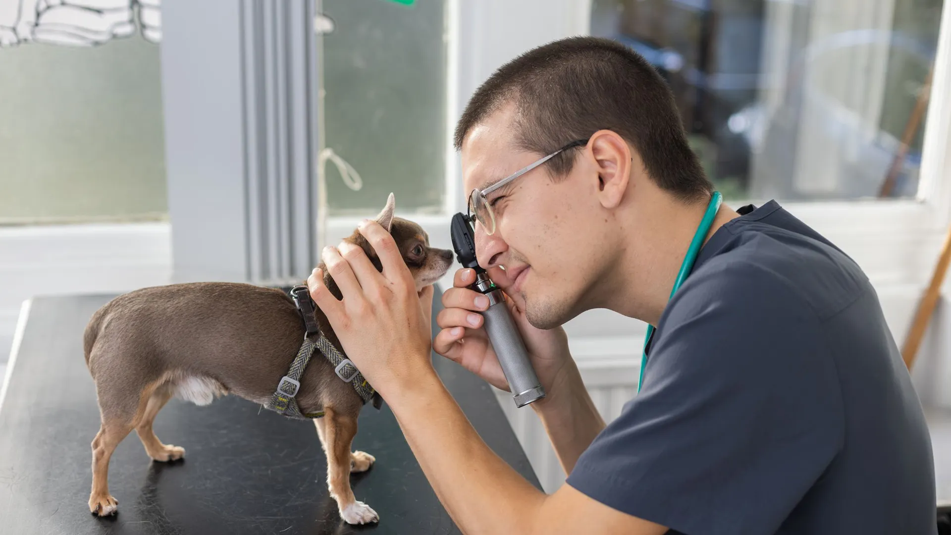 small dog having consultation