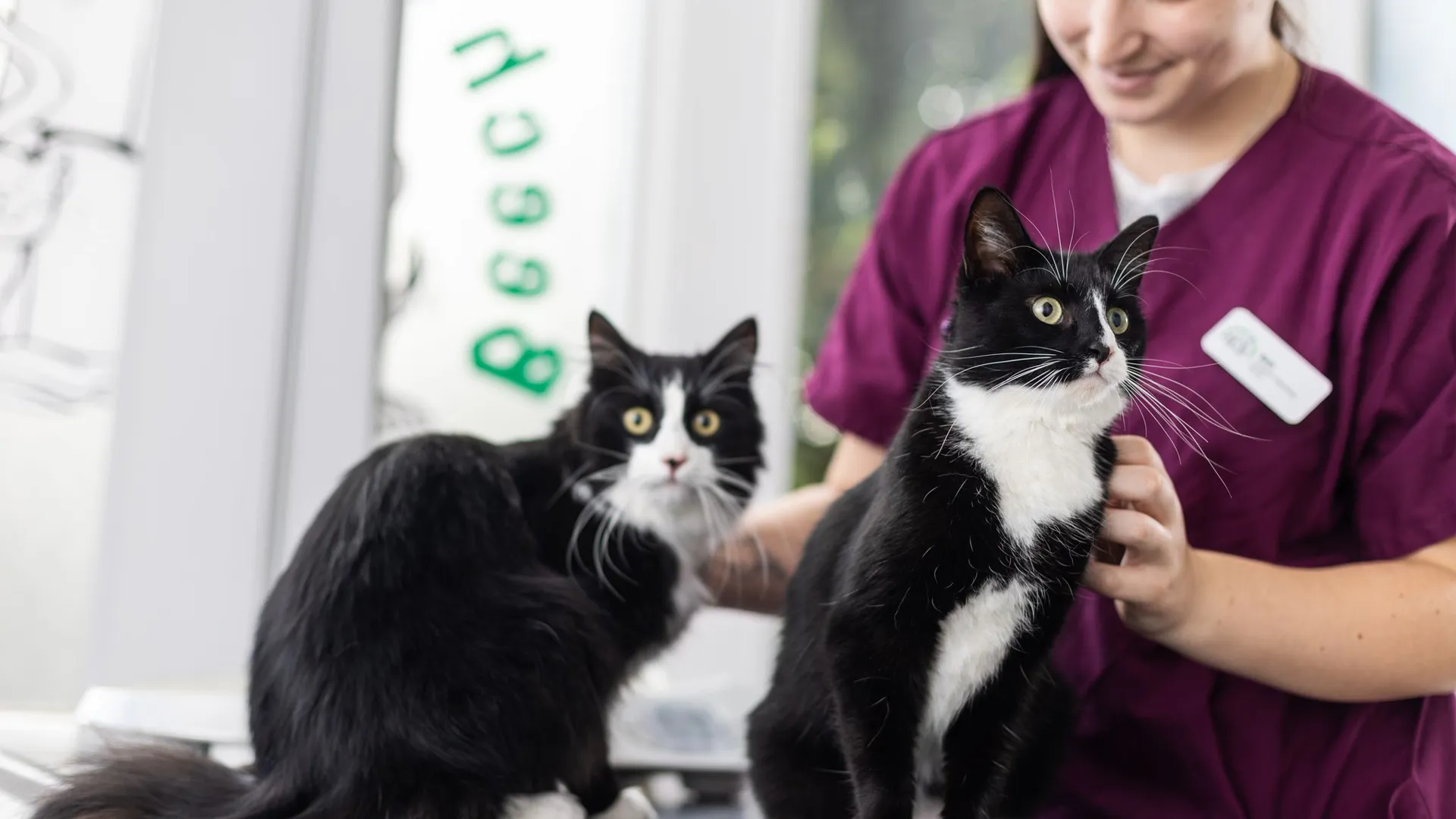 two black and white cats