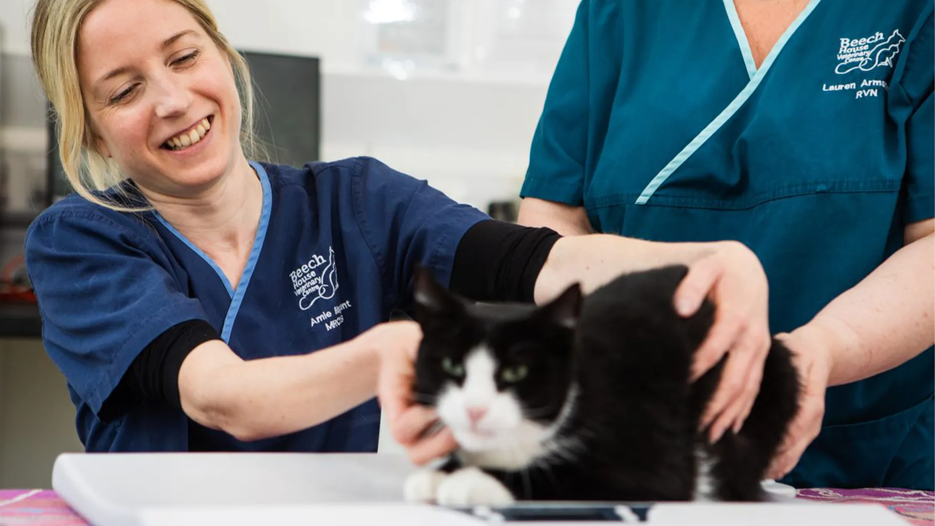 a black and white cat having a consultation