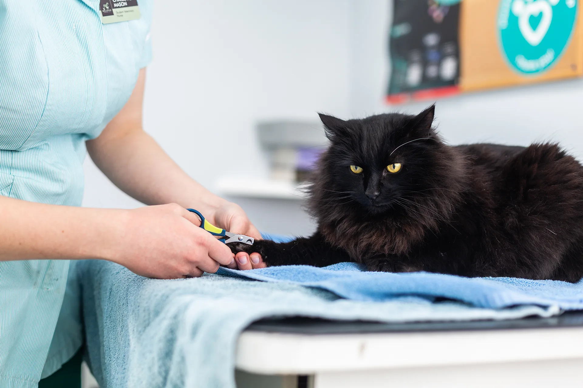 black cat during nail clipping