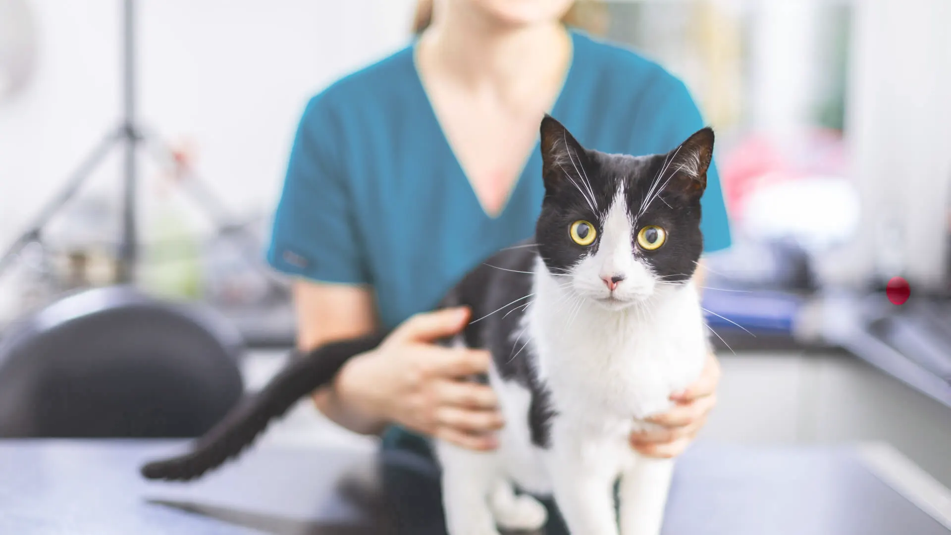 black and white cat at vet