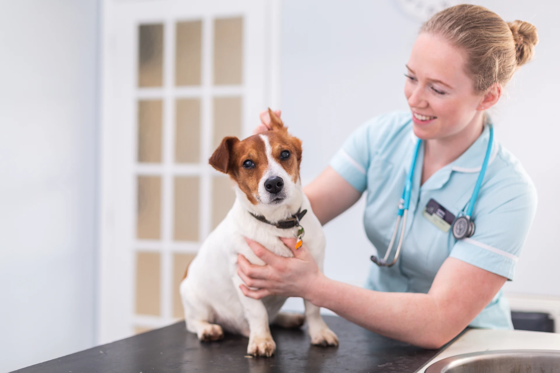 small dog with nurse