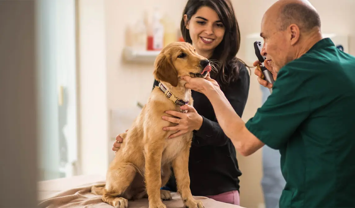 Dog sat on clinic table, eye exam by vet