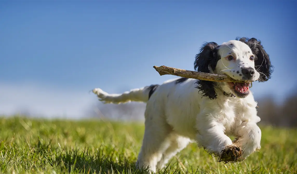 dog running with stick 