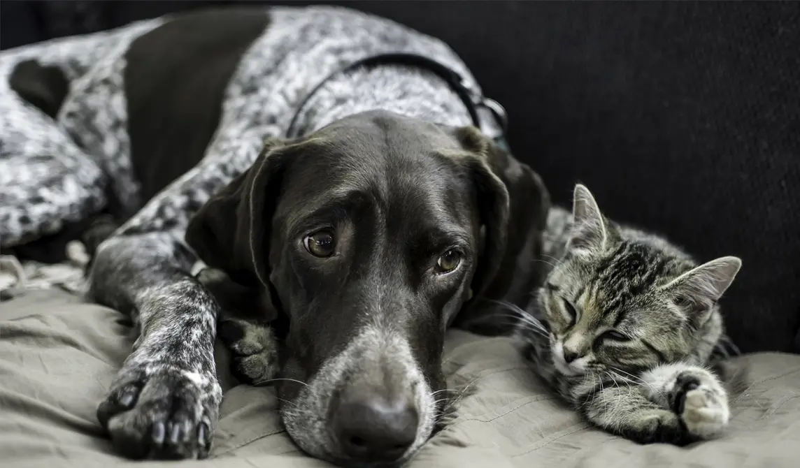 old cat and dog