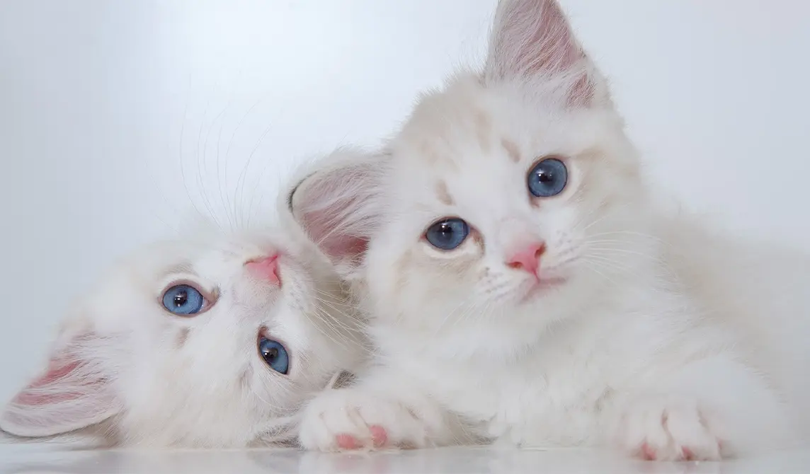 Two white kitten with blue eyes