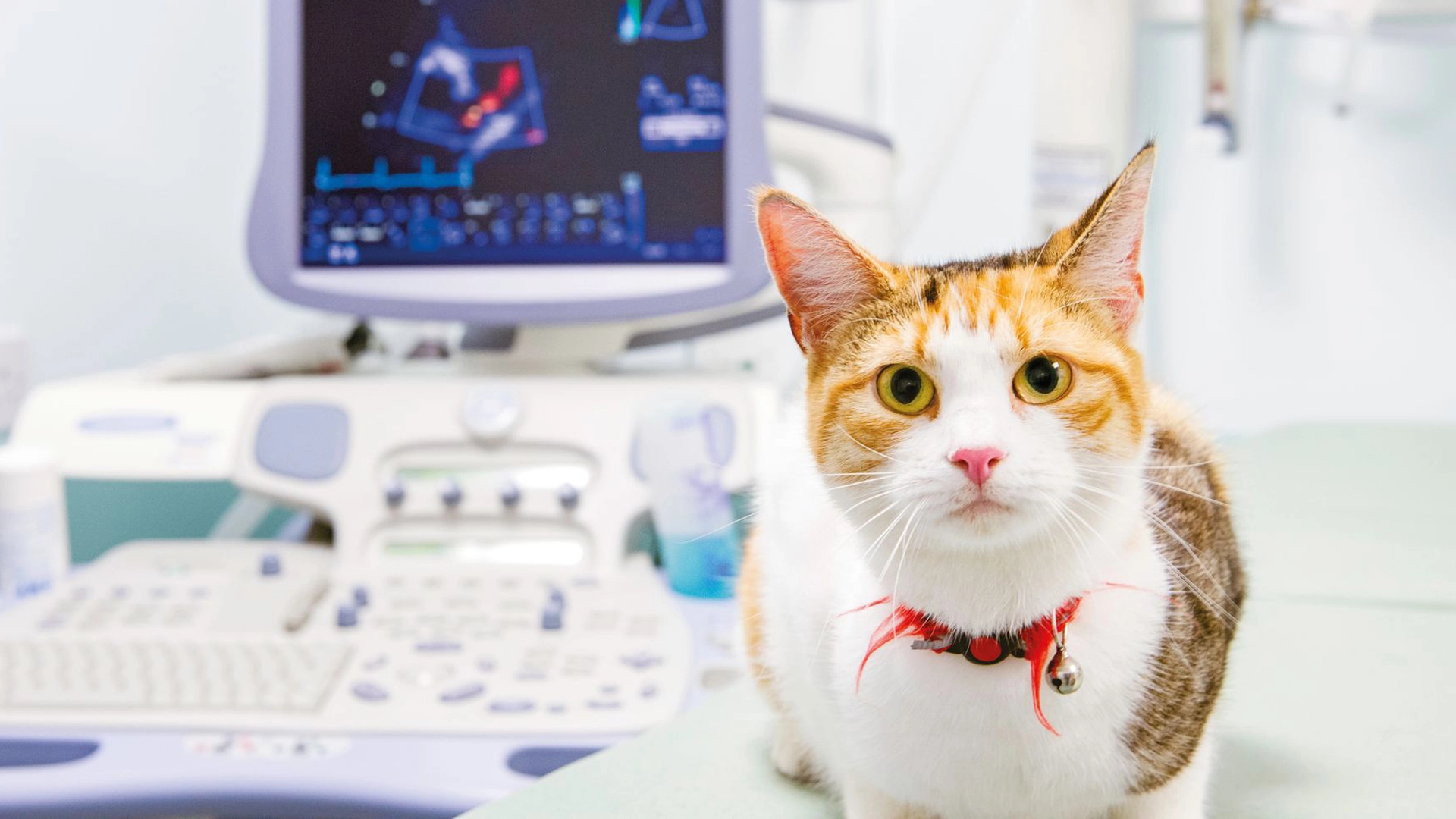 cat at vet with diagnostic tool