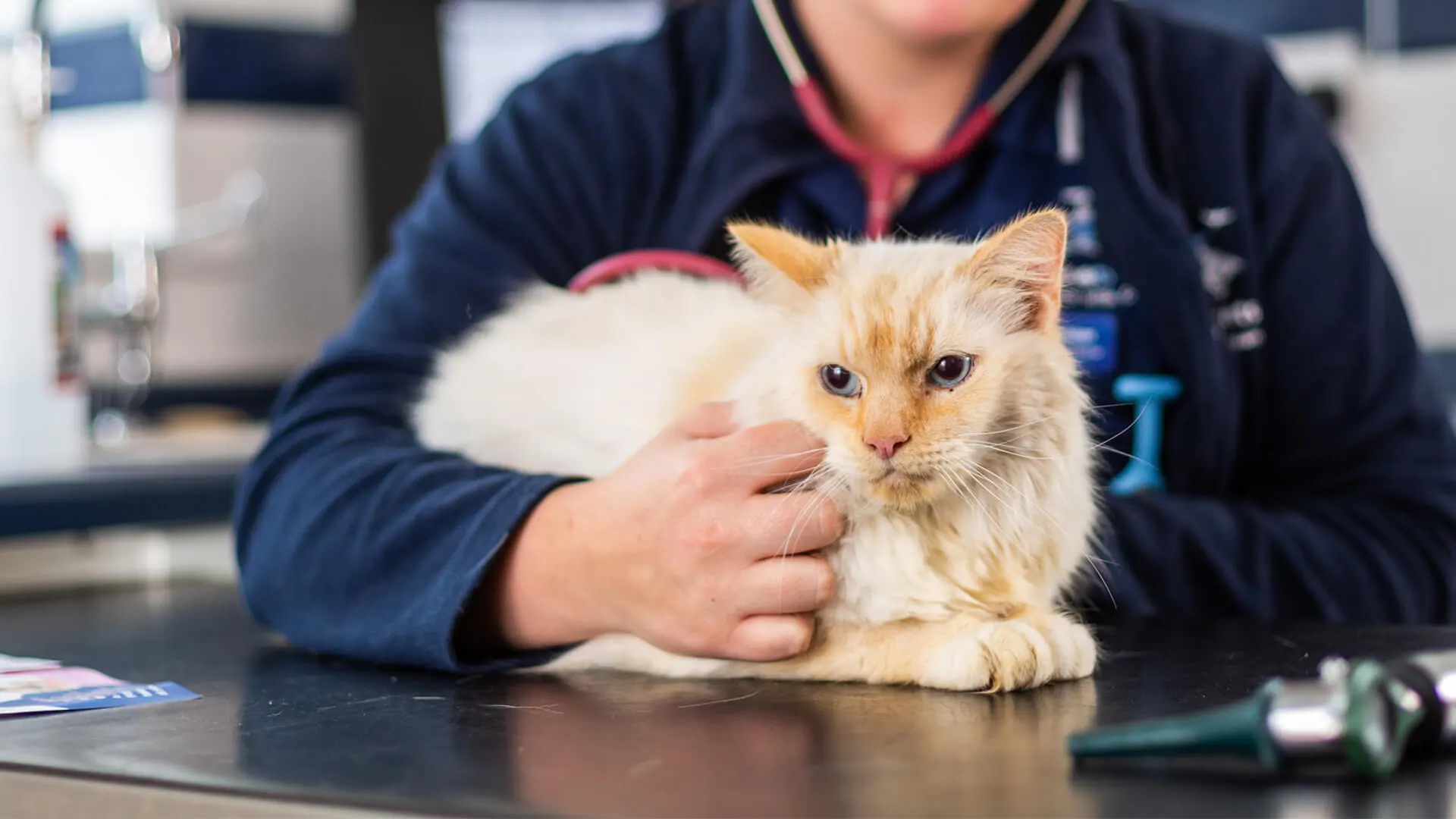 cat at the vet