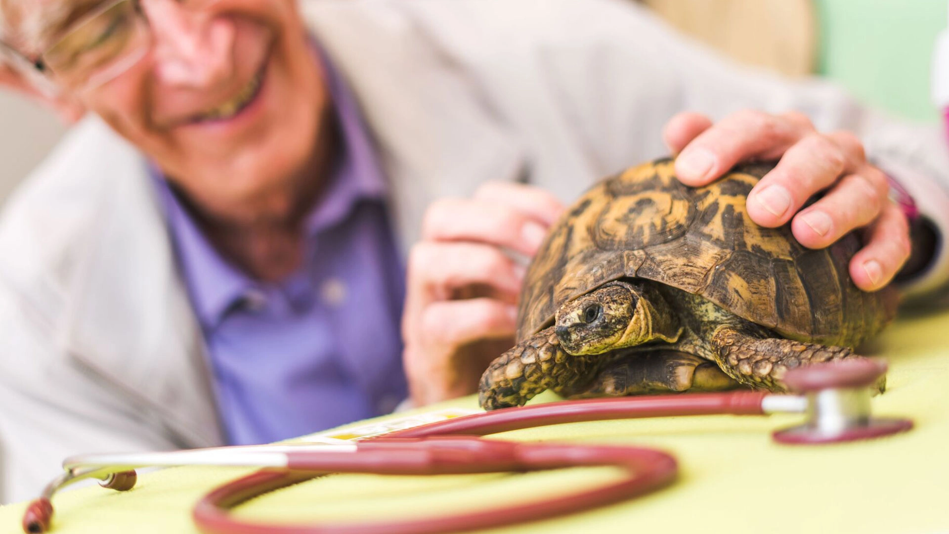 turtle at vet