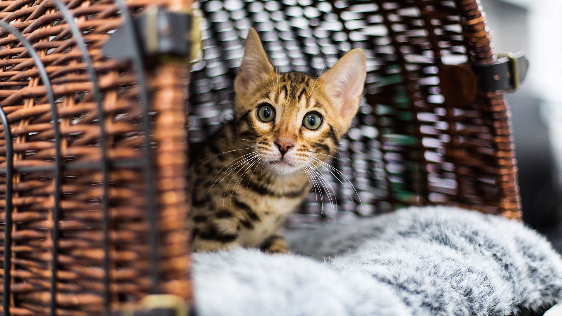 tabby cat in transport box