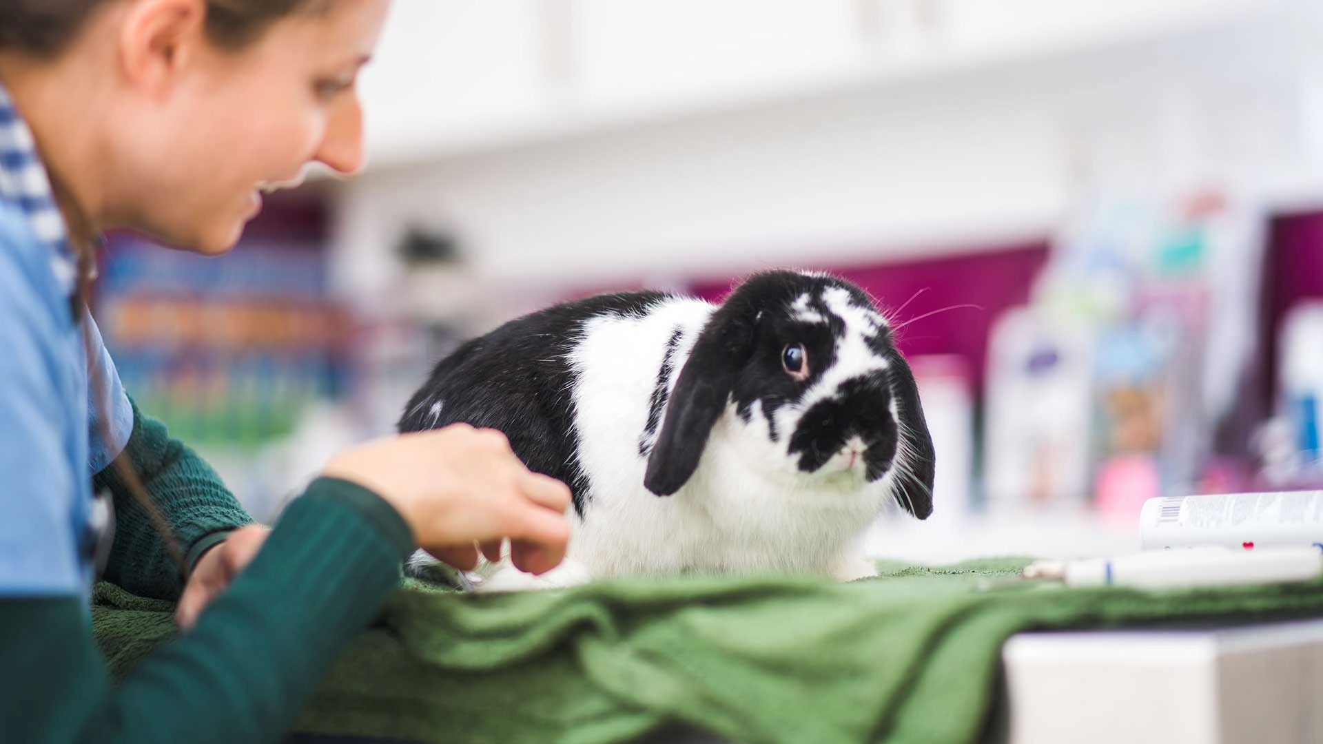 black and white rabbit sitting ono green blanket