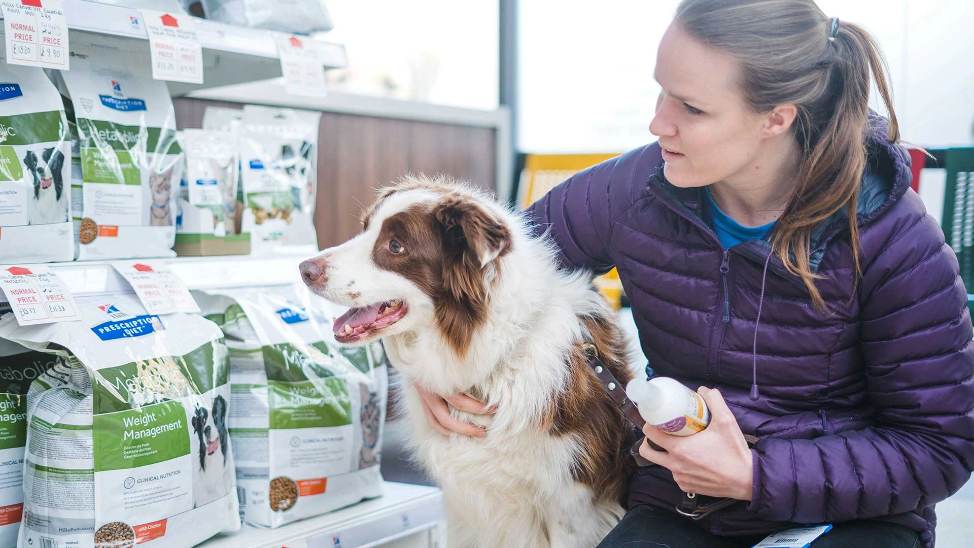 collie looking at bags of food in waiting room