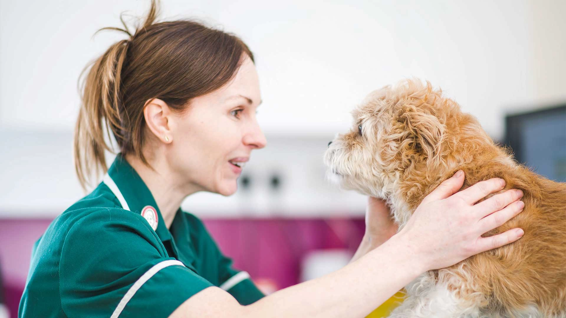 terrier  dog being examined