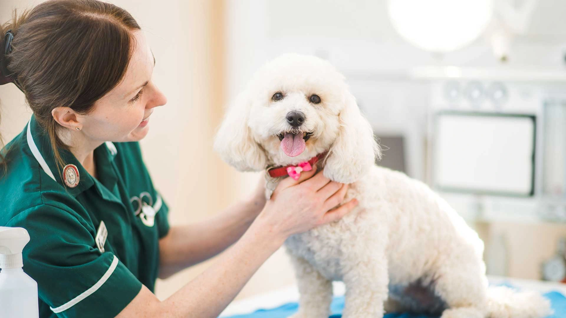 white dog being examined by vet wearing green scrubs