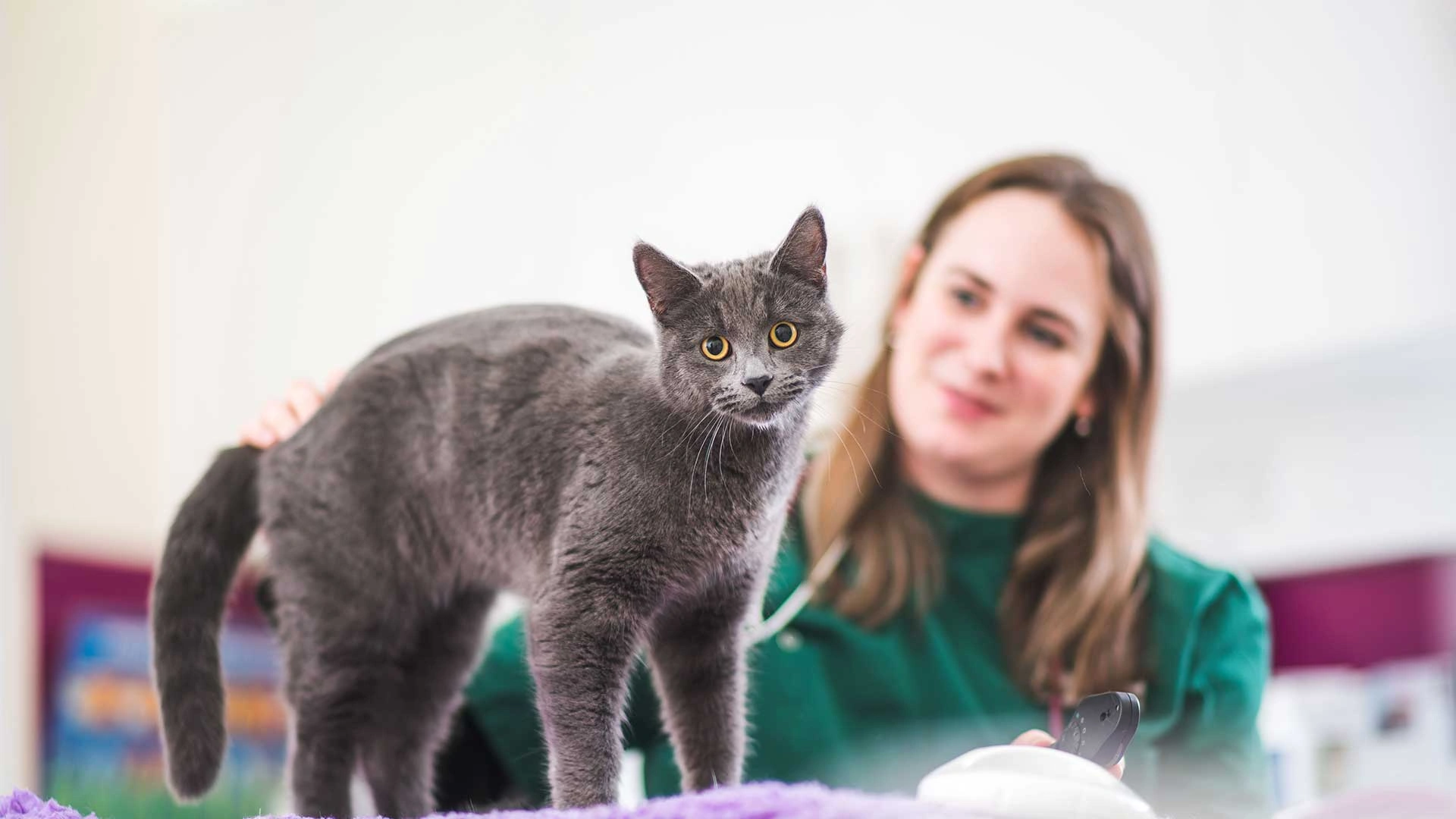 grey cat with vet wearing green scrubs