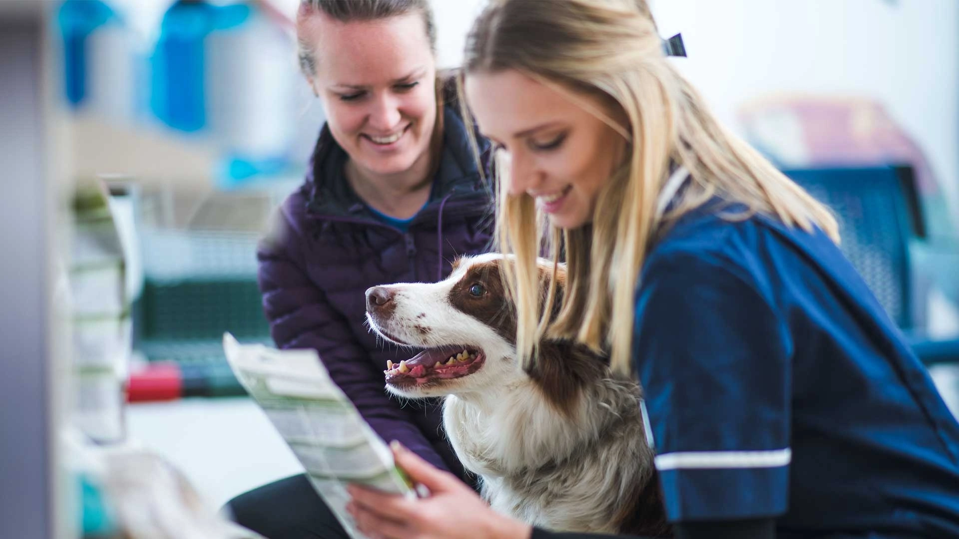 collie dog with members of the team looking at a treatment plan