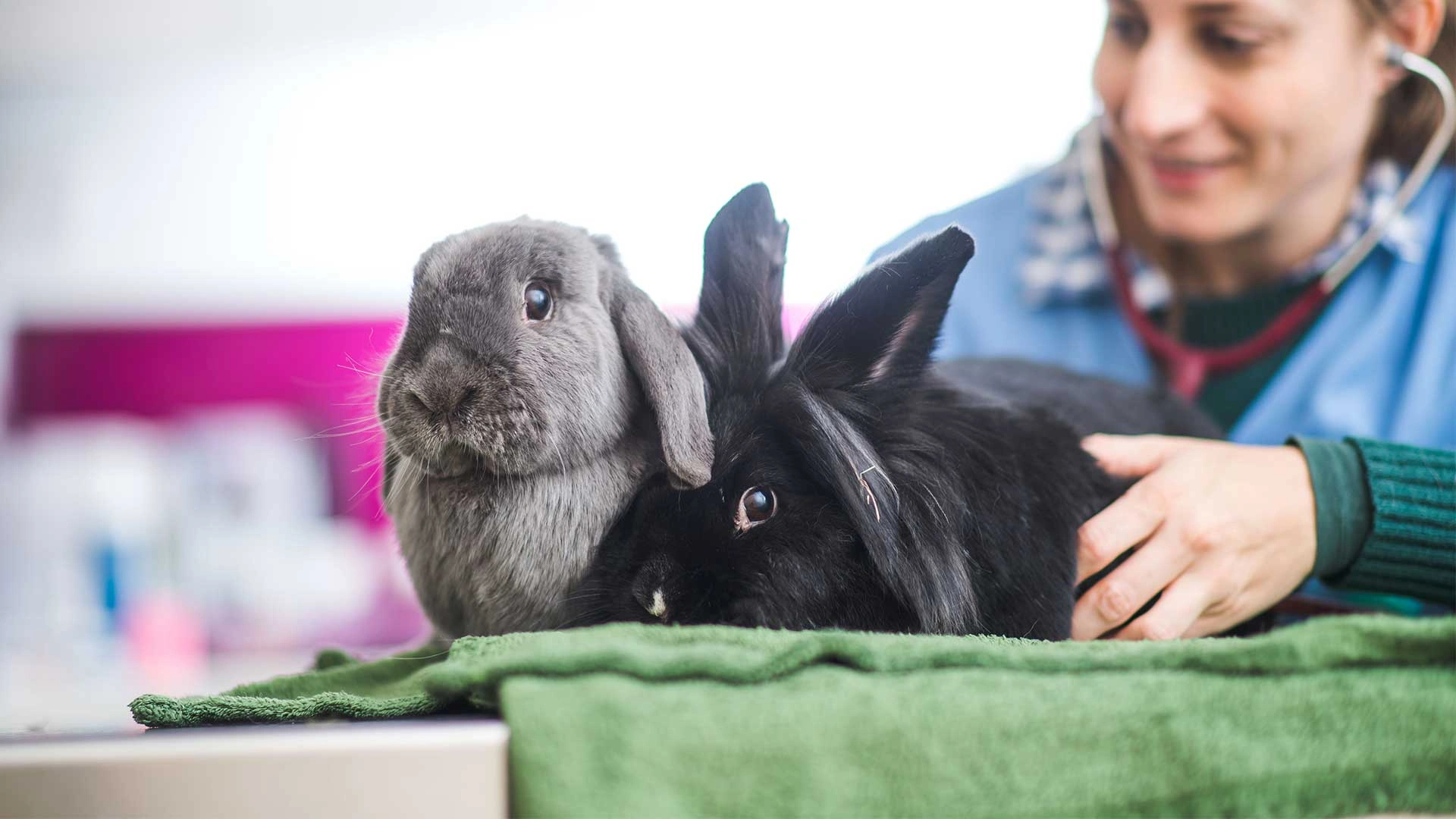 a grey and a black rabbit sitting on a green cloth