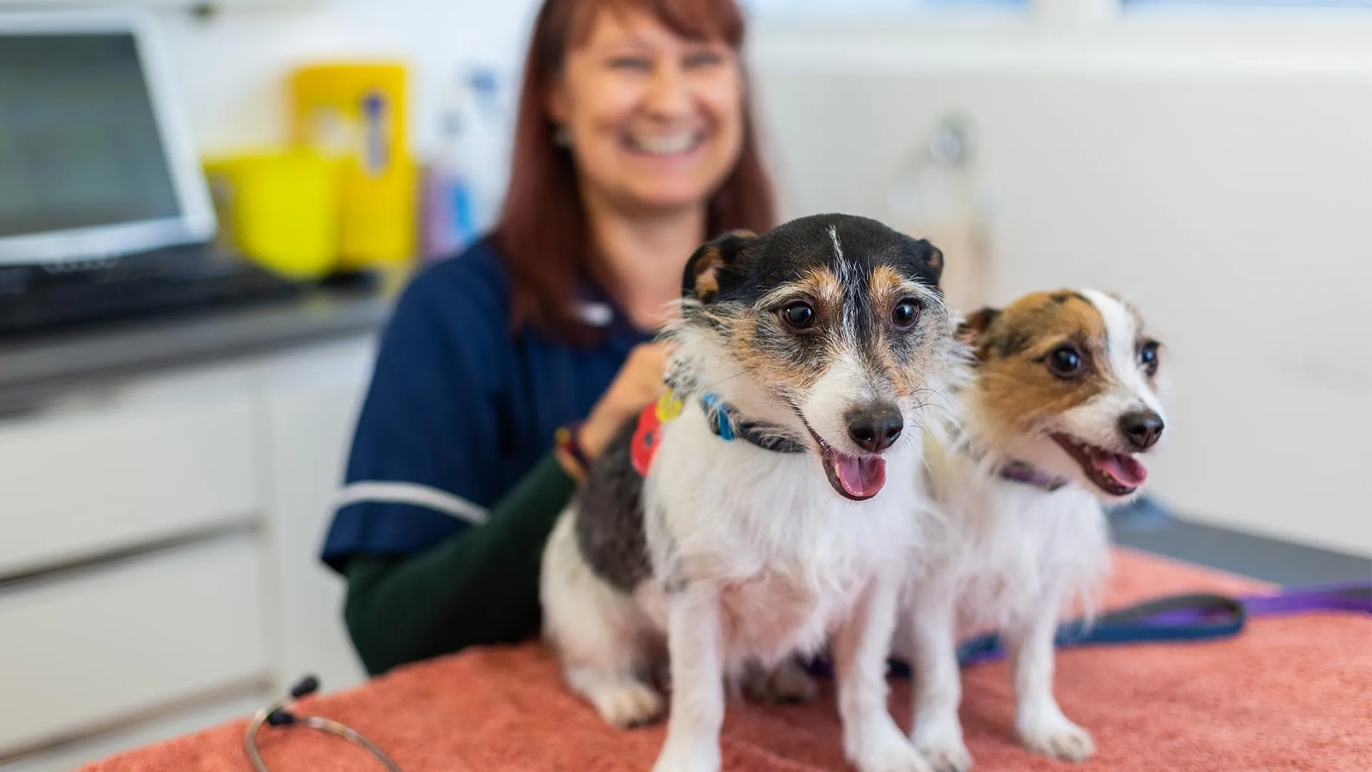 terrier dog consultation