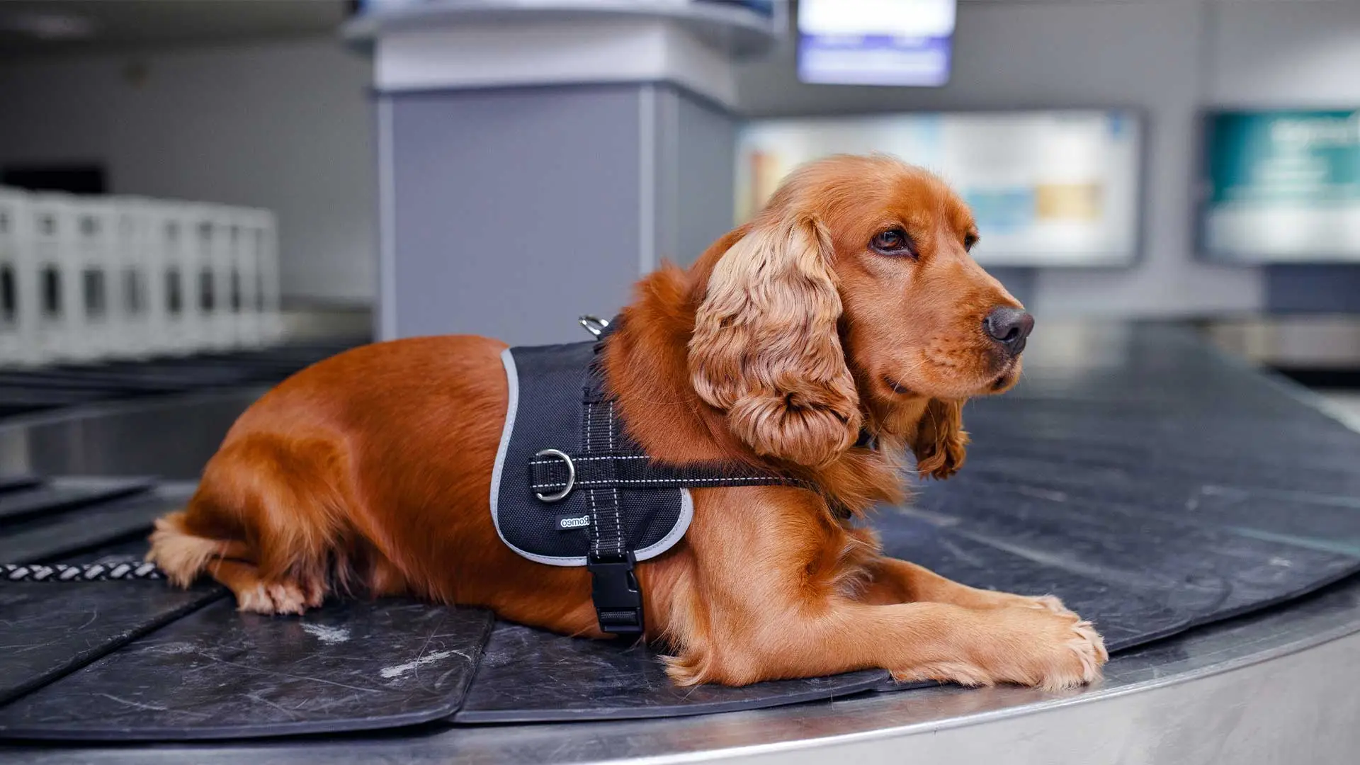cocker spaniel sat on mat