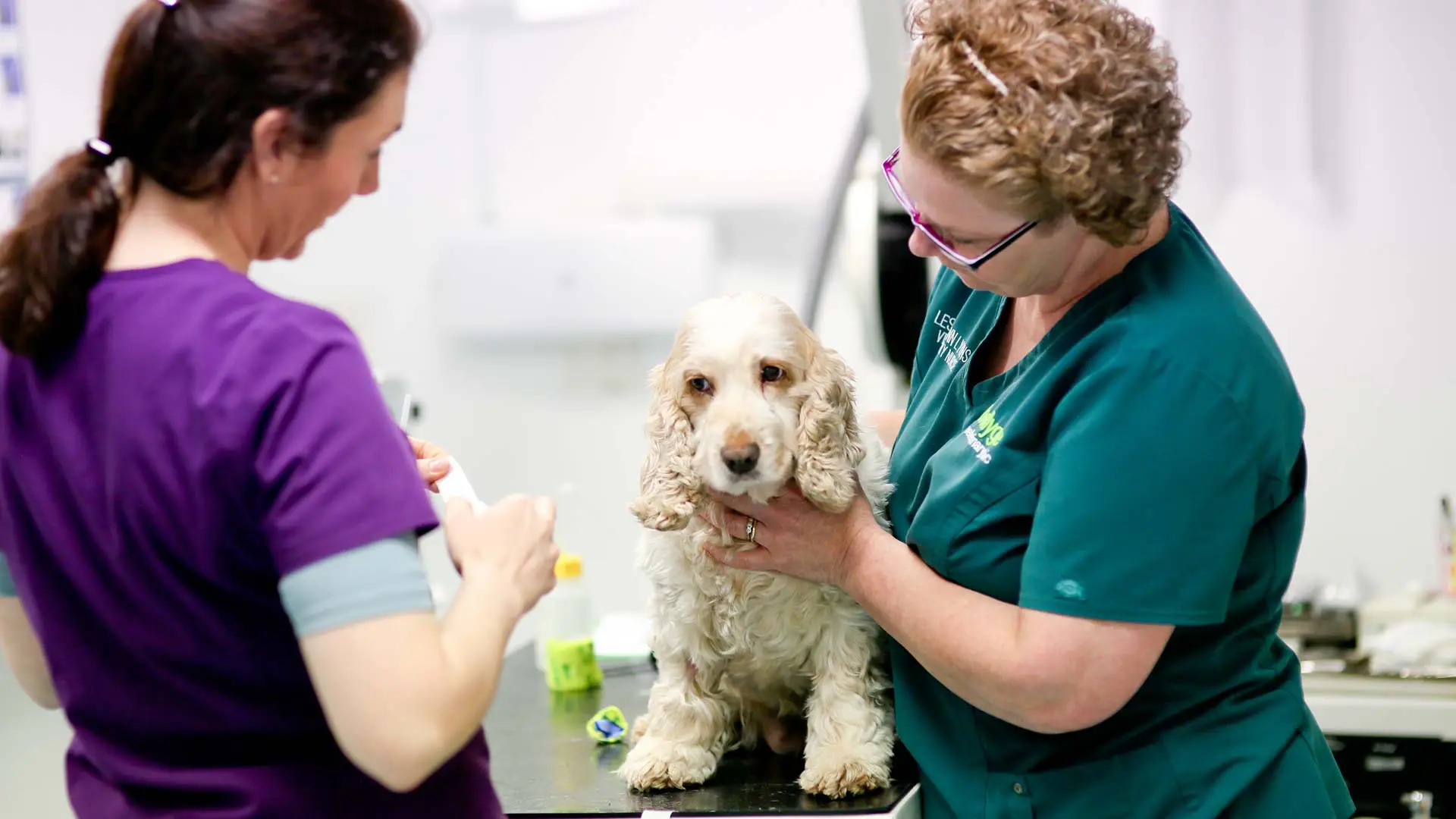 dog examination