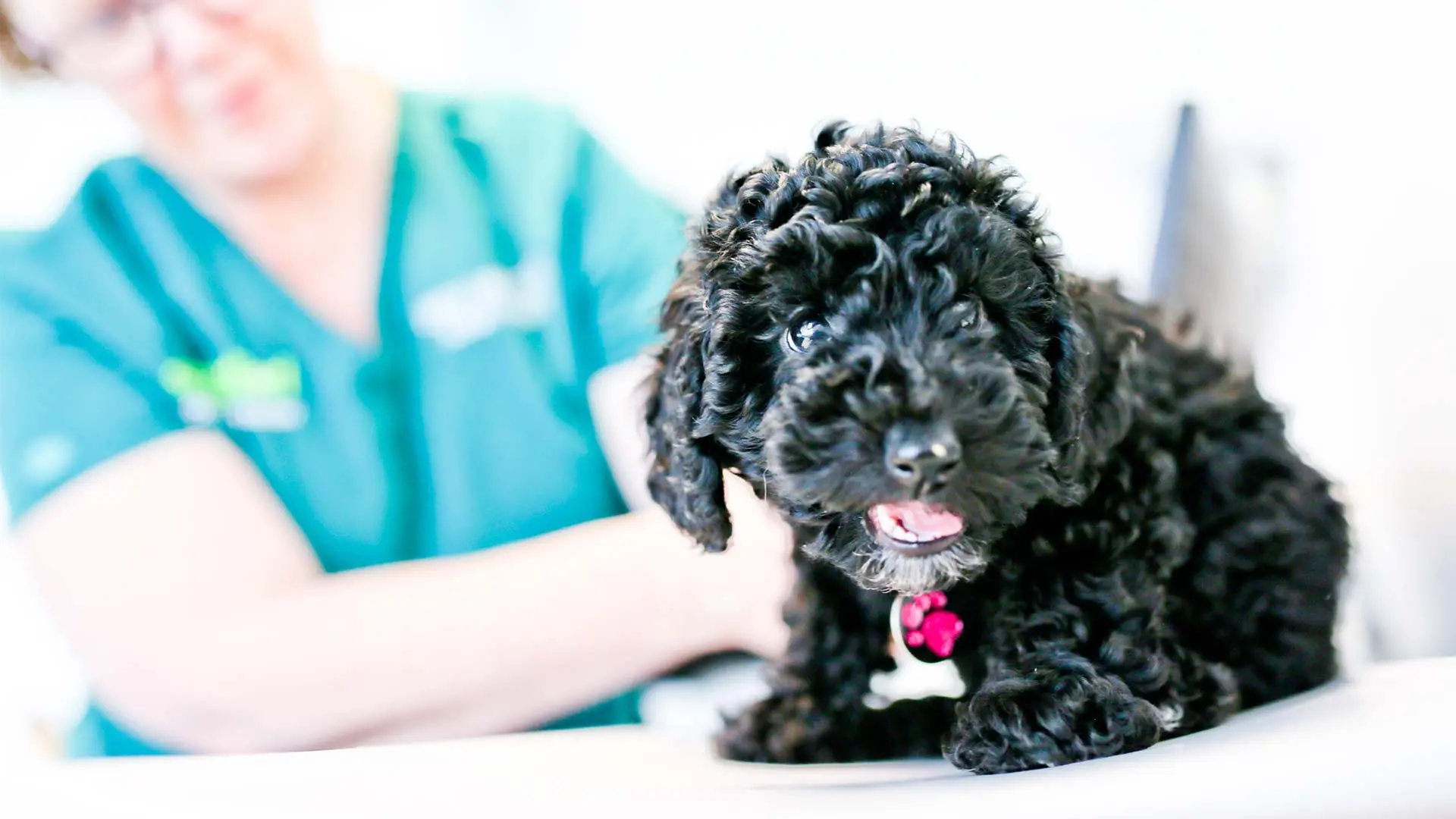 small black dog having consultation