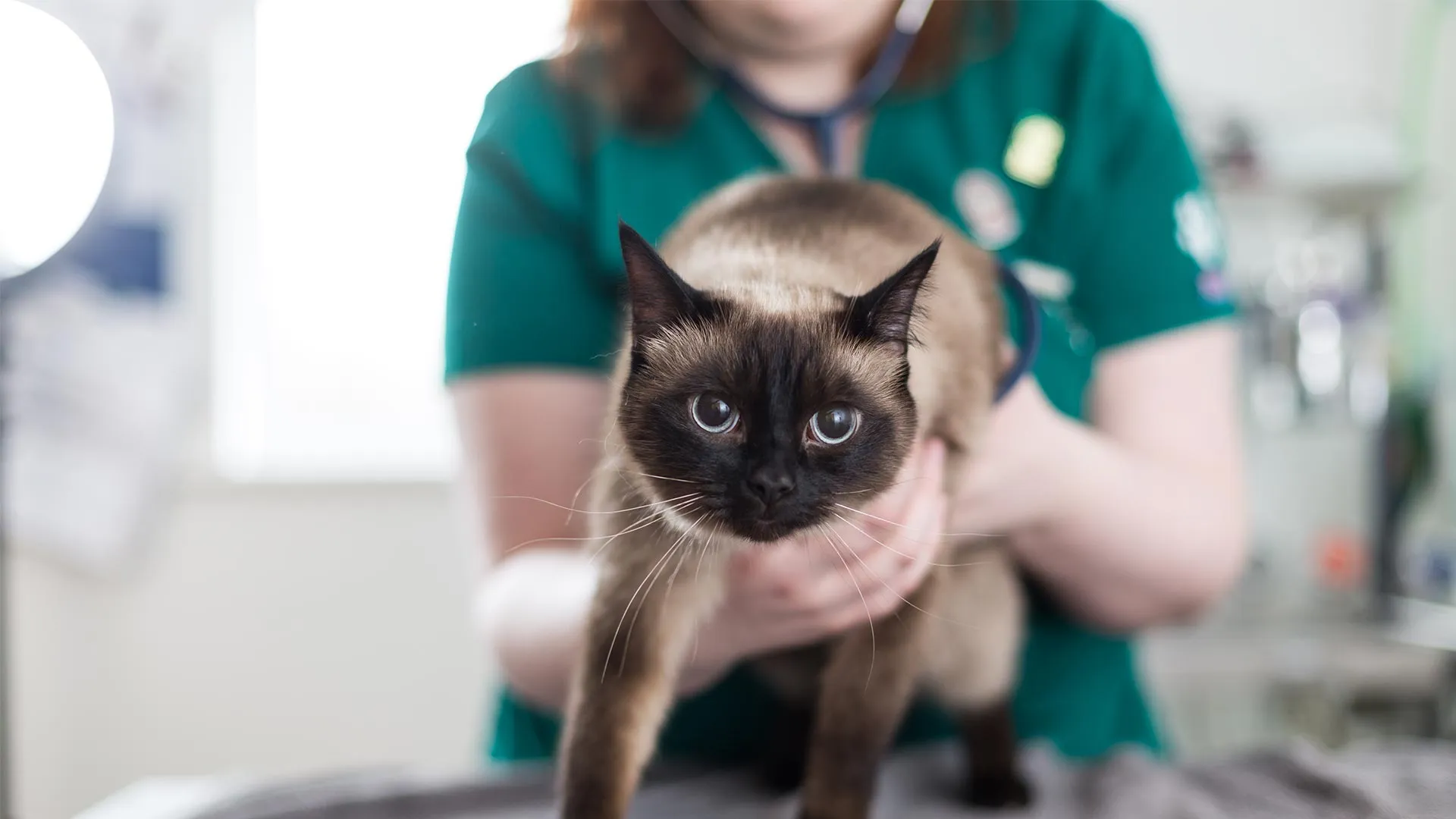 Siamese cat having consultation