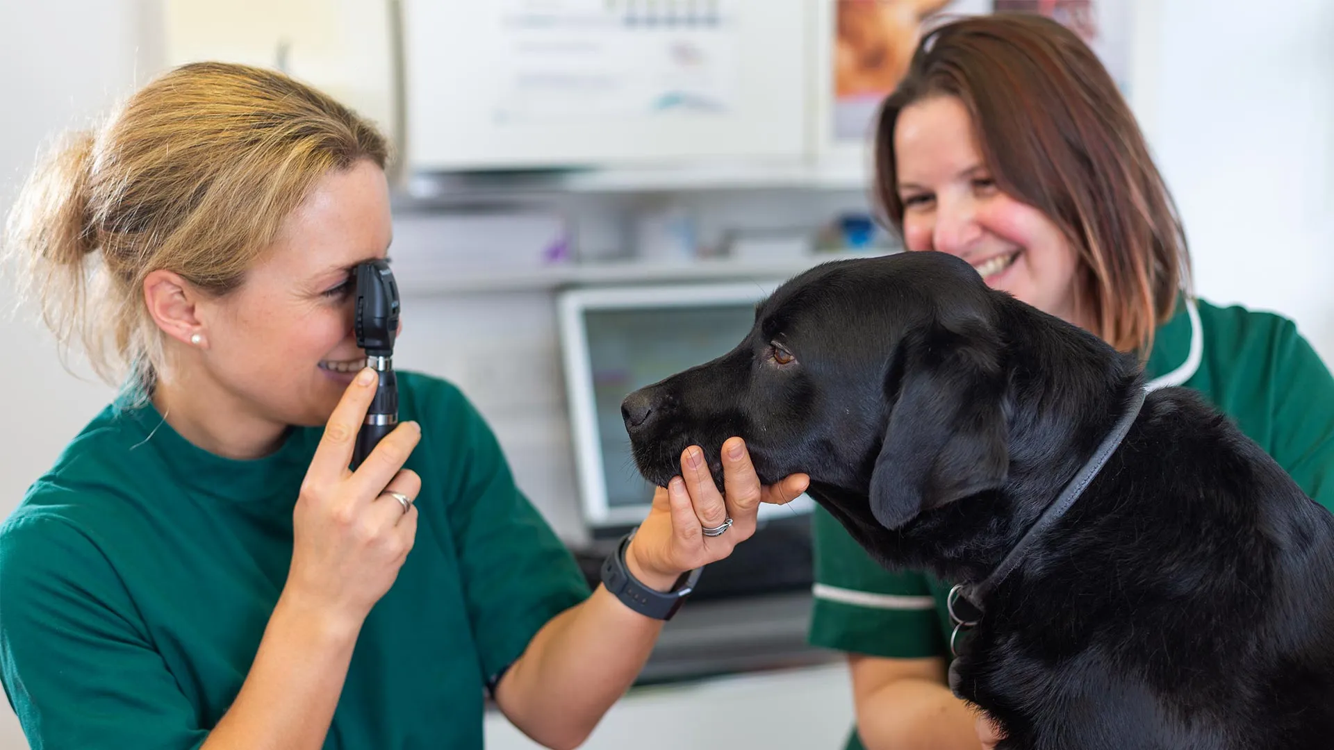 black Labrador having consultation