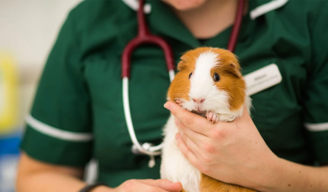 vet nurse holding guinea pig