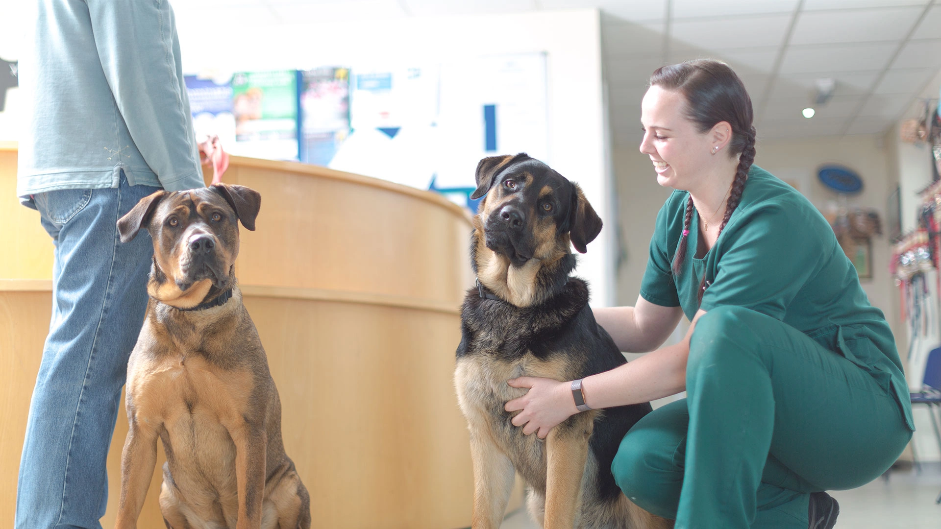 two large brown dogs looking into the camera