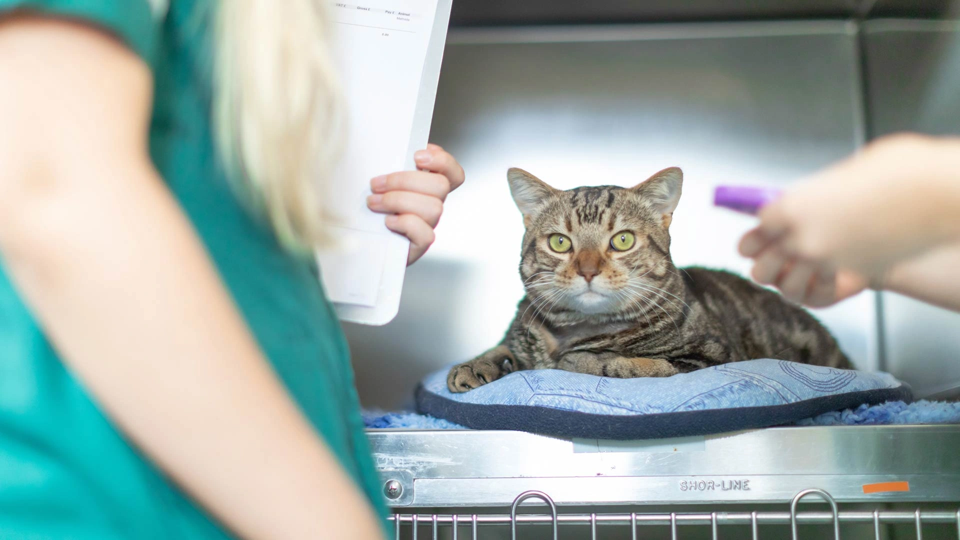 tabby cat in post op rest area