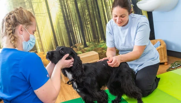 vet giving acupuncture to black dog