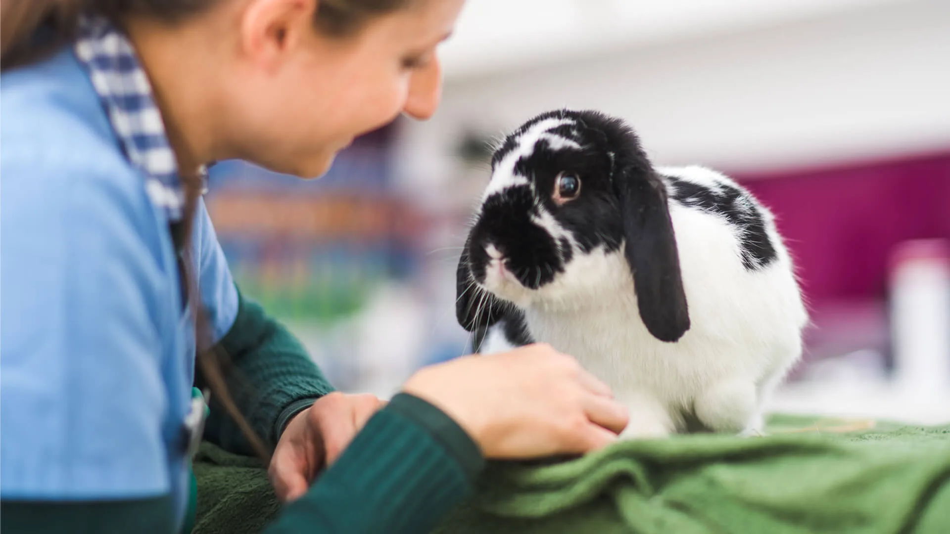 black and white rabbit with vet