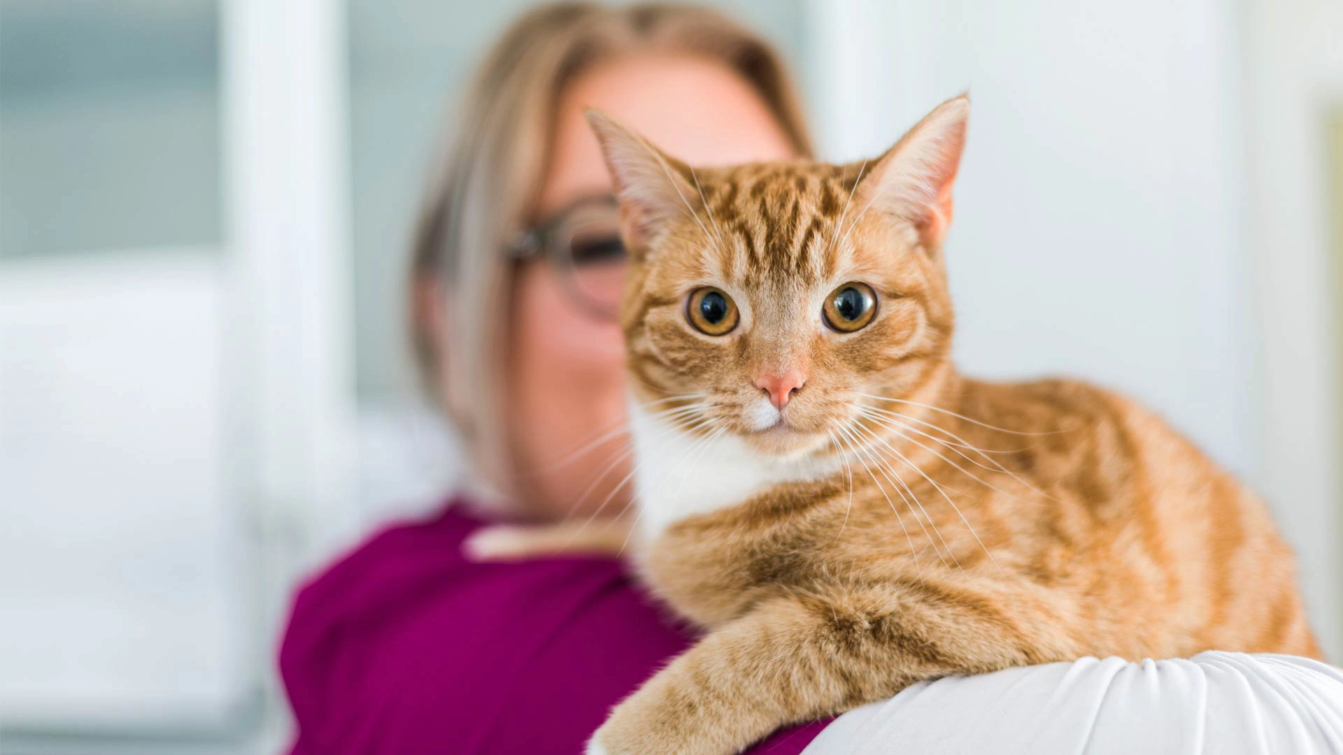 ginger cat looking forward