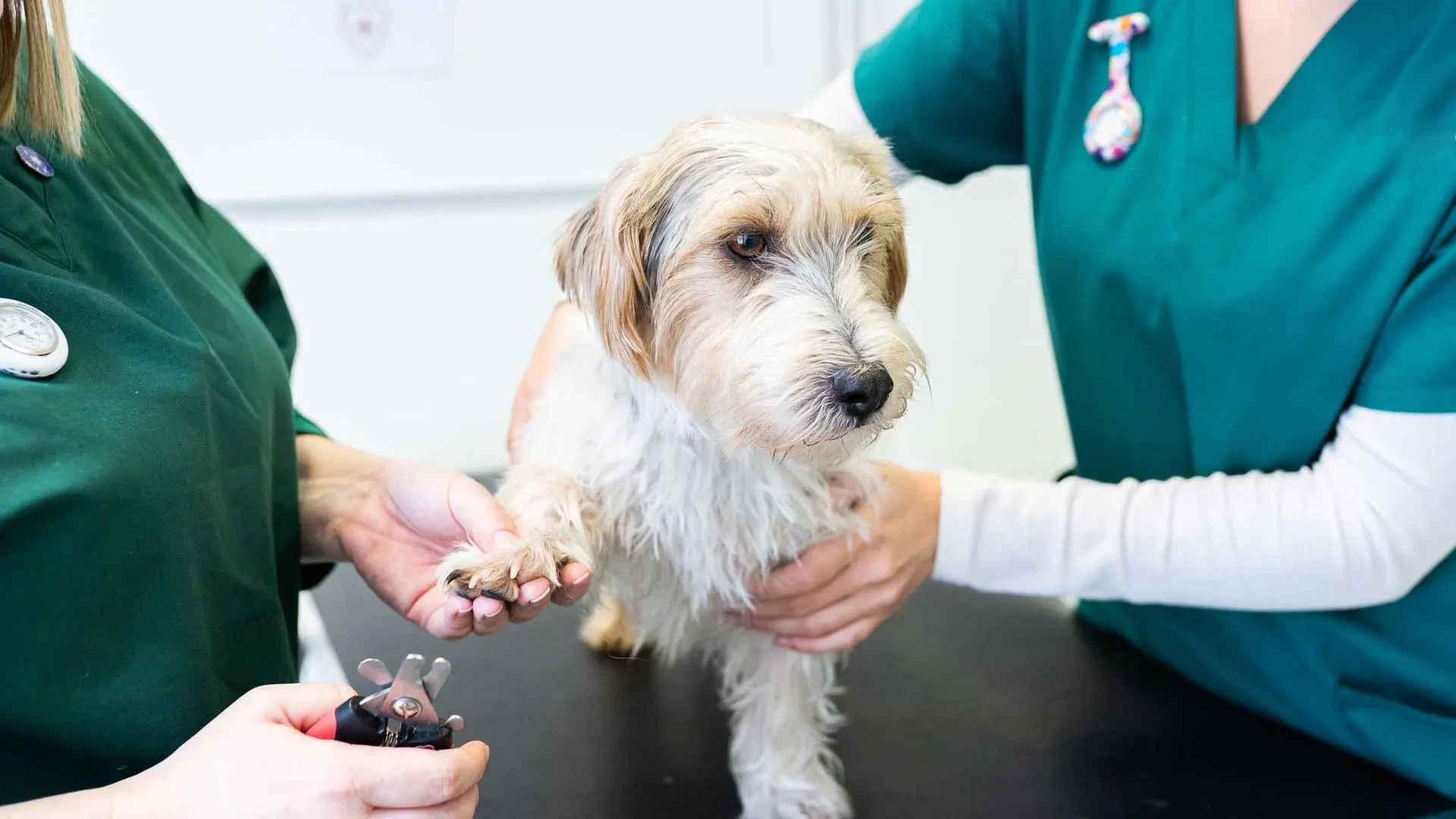 dog having claws clipped