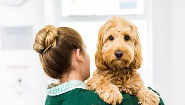 dog looking over vet nurse shoulder