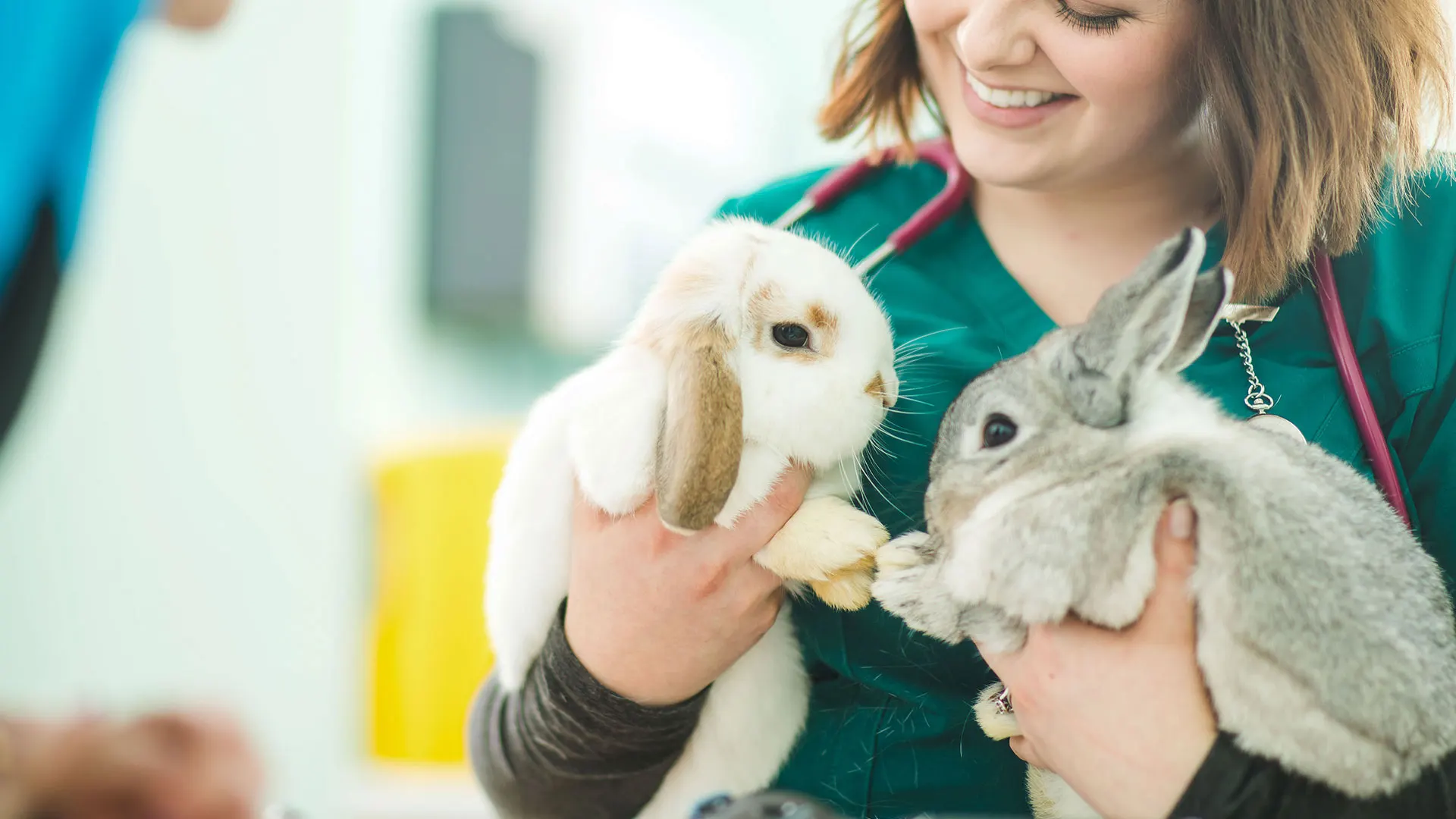 veterinary nurse holding two rabbits